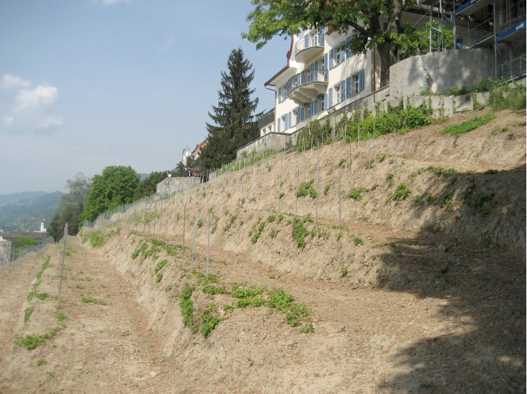 Bild - erneuerter Rebhang